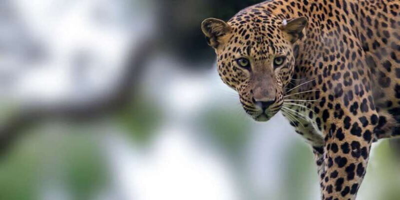 Yala National Park: Half, 7-Hour, or Full-Day Safari & Meals - Final Thoughts