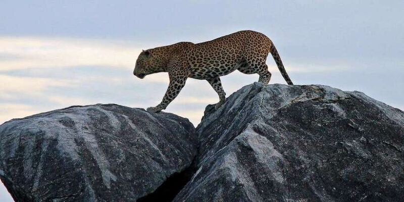 Yala National Park: Half, 7-Hour, or Full-Day Safari & Meals - FAQs