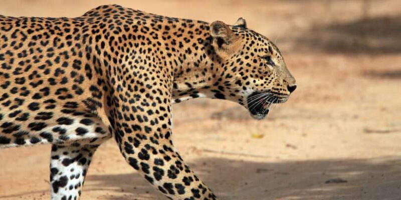 Yala National Park: Half, 7-Hour, or Full-Day Safari & Meals - Good To Know