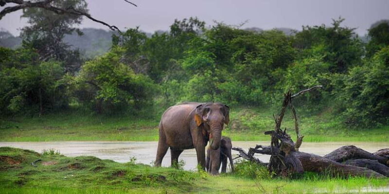 Yala National Park: Half, 7-Hour, or Full-Day Safari & Meals - The Sum Up: Is This Safari Right for You?