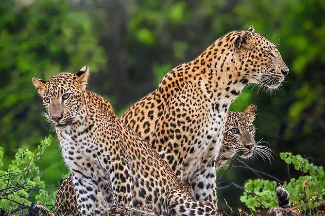 Yala National park: Half day & Full Day & Private - Safari Tours - Good To Know