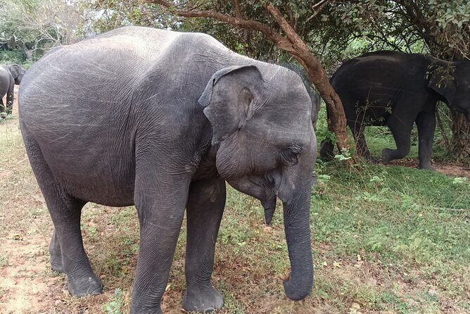 Yala National park: Half day & Full Day & Private - Safari Tours - Final Thoughts on the Yala Safari Tour