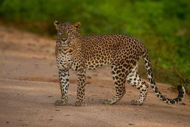 Yala National park: Half day & Full Day & Private - Safari Tours - FAQs