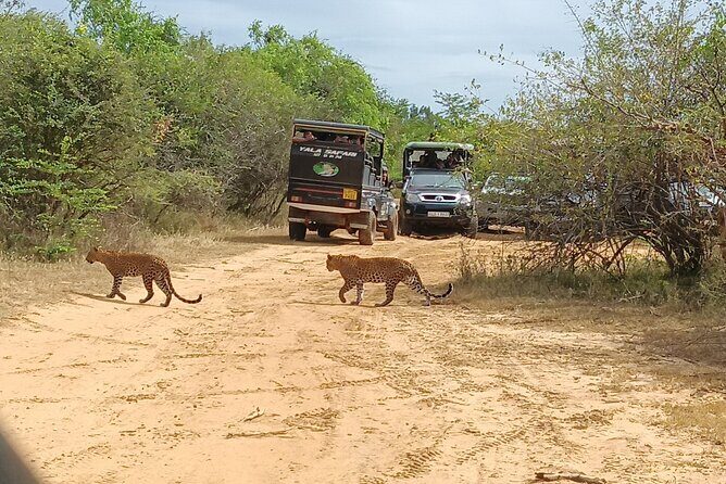 Yala National park: Half day & Full Day & Private - Safari Tours - An In-Depth Look at the Safari Experience