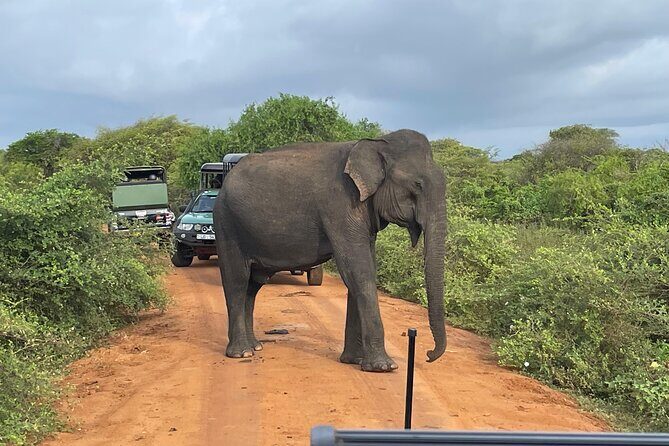Yala National park: Half day & Full Day & Private - Safari Tours - Why Choose This Tour?