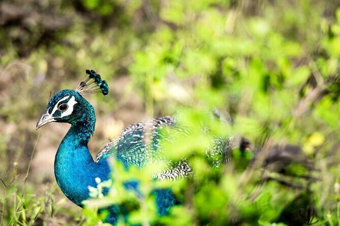 Yala National Park Half Day / Full Day Special Safari Tours - Final Thoughts: Is This Safari Worth It?