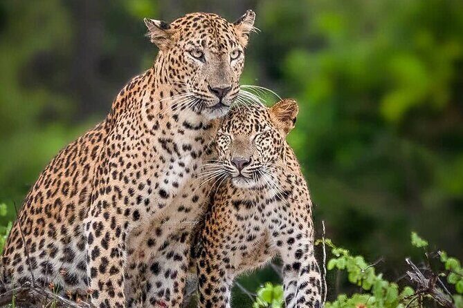 Yala National Park Half Day / Full Day Special Safari Tours - Good To Know