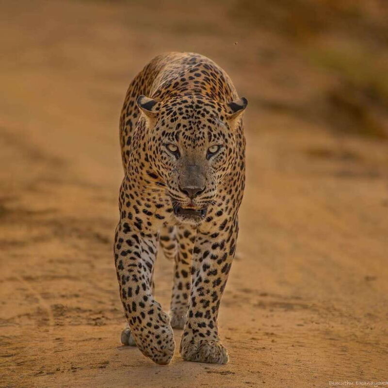 Yala National Park: Half Day or Full Day Leopard Safari Tour - Exploring the Experience in Detail