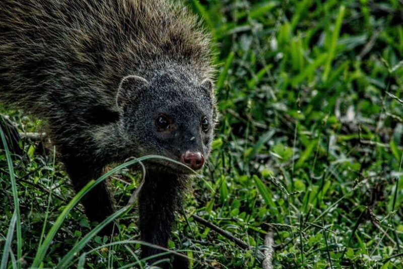 Yala National Park : Half Day or Full Day Safari Tours - An In-Depth Look at the Safari Experience