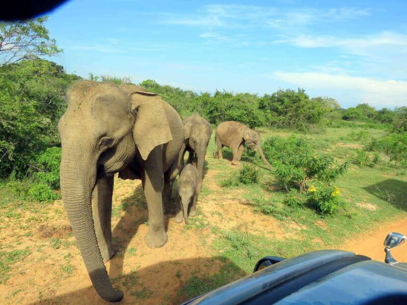 Yala National Park : Half Day or Full Day Safari Tours - Frequently Asked Questions