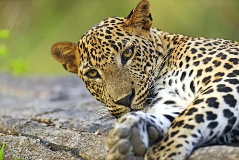 YALA National Park - HALF DAY or FULL DAY TOUR - What to Expect During Your Yala Safari Trip