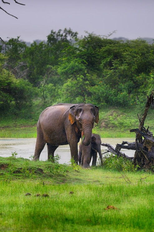 YALA NATIONAL PARK: HALF DAY or FULL DAY TOUR - Tour Options and Pricing