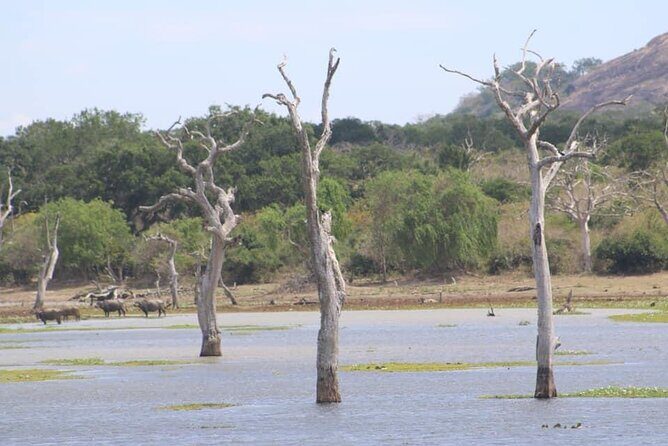 Yala National Park Half Day Safari - 4.30 a.m to 11.30 a.m - The Sum Up