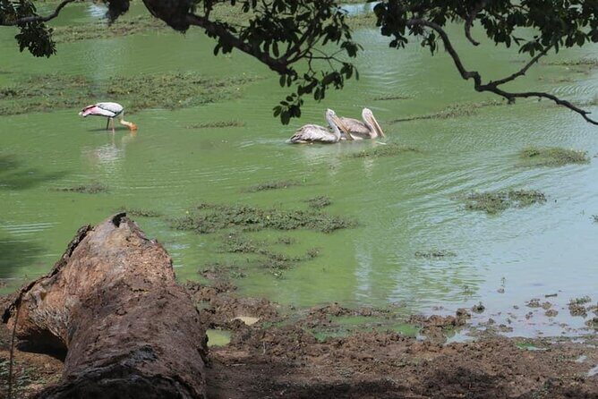 Yala National Park Half Day Safari - 4.30 a.m to 11.30 a.m - FAQ