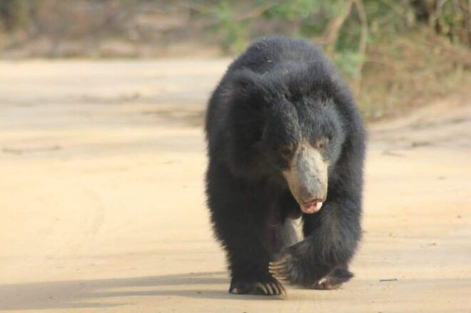 Yala National Park Half Day Safari by Toyota Jeep - Important Information