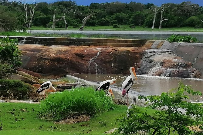 Yala National Park Half-Day Safari From Bentota 2023 - Kalutara - Overview of Yala National Park Half-Day Safari