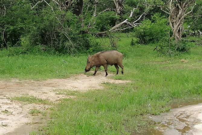 Yala National Park Half-Day Safari From Bentota 2023 - Kalutara - Wildlife Experience in a Day