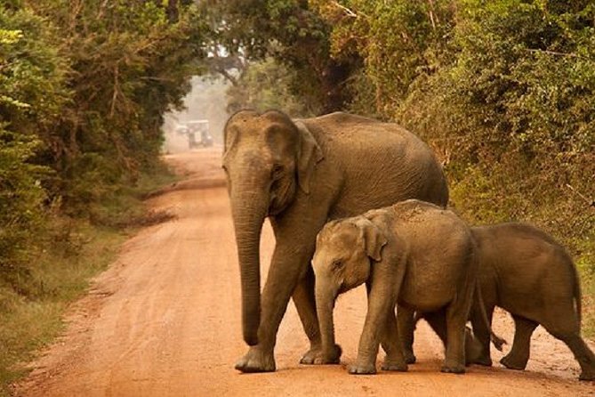 Yala National Park Half-Day Safari From Bentota 2023 - Kalutara - Notable Wildlife Species in Yala National Park