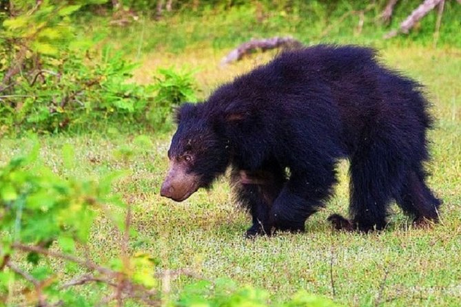 Yala National Park Half-Day Safari From Bentota 2023 - Kalutara - Inclusions: Private Transport and Admissions