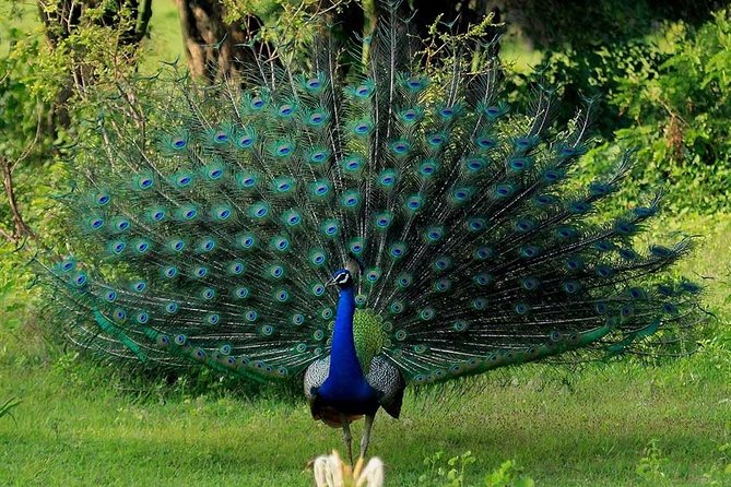 Yala National Park Half-Day Safari From Bentota 2023 - Kalutara - Cancellation Policy for Yala National Park Safari