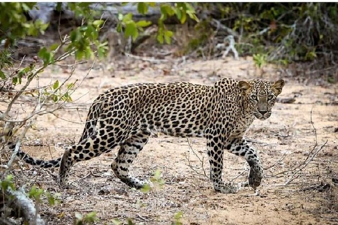 Yala National Park Half-Day Safari From Bentota 2023 - Kalutara - Traveler Photos and Reviews