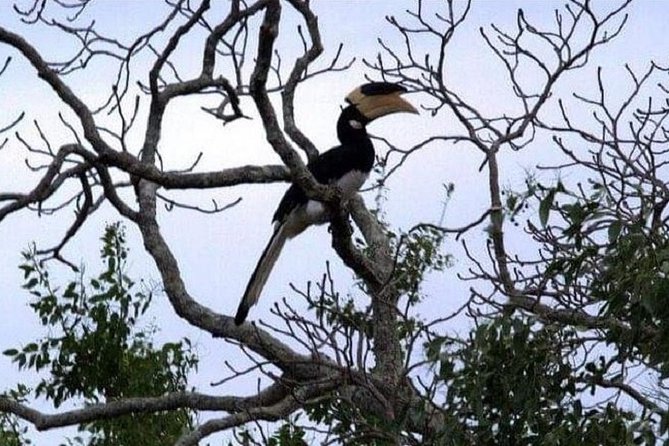 Yala National Park Half-Day Safari From Bentota 2023 - Kalutara - Questions and Price Information