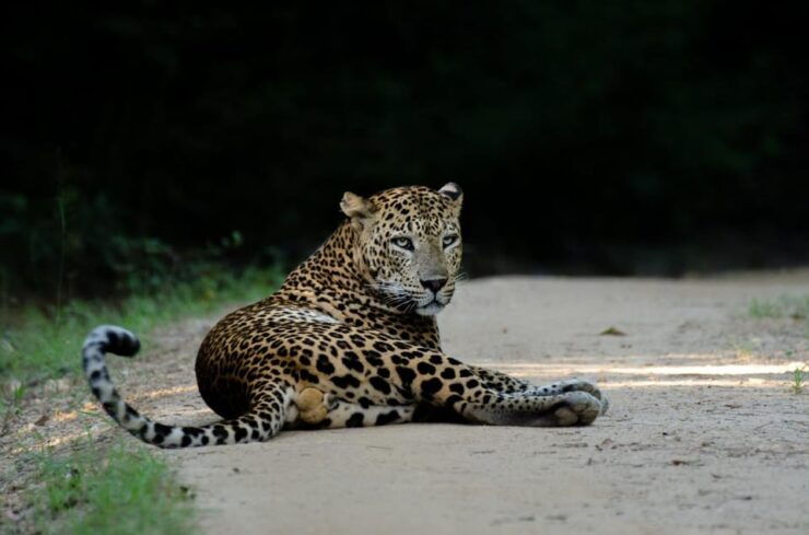 Yala: National Park Half Day Safari From Colombo - Itinerary and Experience