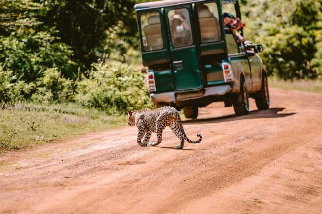 Yala: National Park Half Day Safari From Colombo - Guide and Wildlife Insights