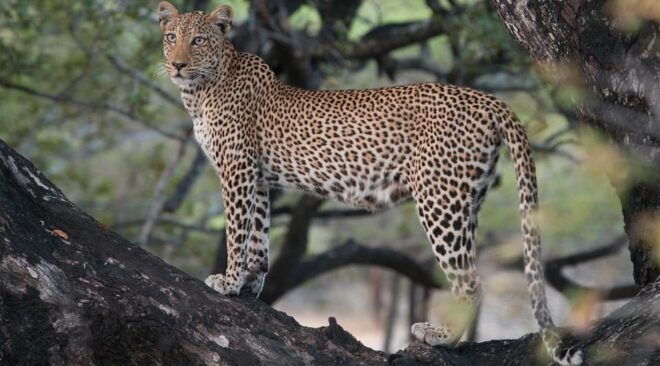 Yala: National Park Half Day Safari From Colombo - Important Information and Guidelines