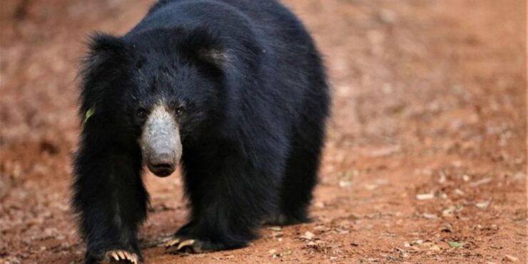 Yala National Park: Half Day Safari From Hambantota Harbor - Experience