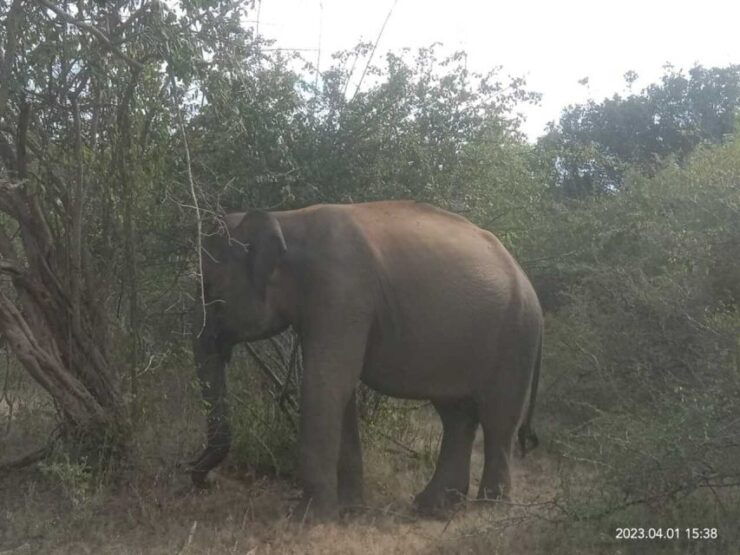 Yala National Park Half Day Safari - Safari Experience Highlights