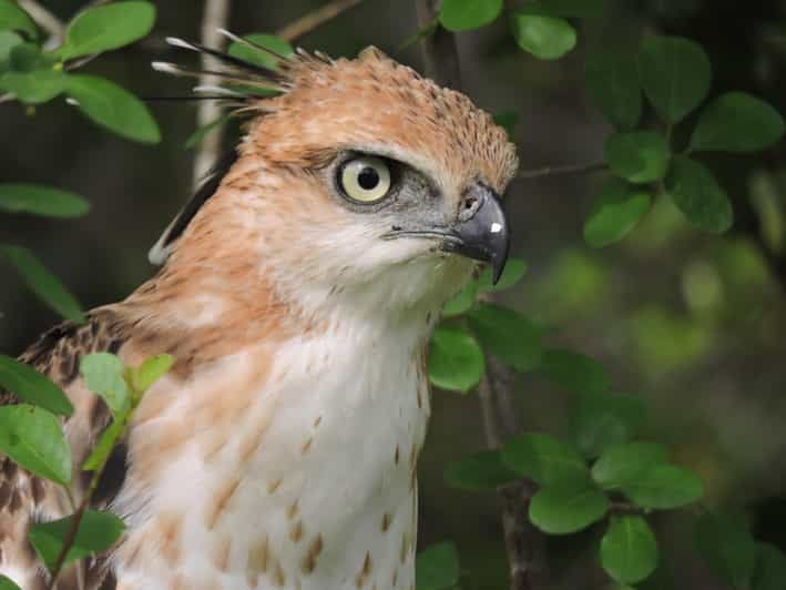 Yala National Park: Half Day Safari With Yala Odyssey Tours - Wildlife Experience