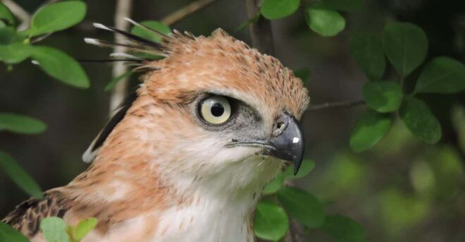 Yala National Park: Half Day Safari With Yala Odyssey Tours - Inclusions and Vehicle Details