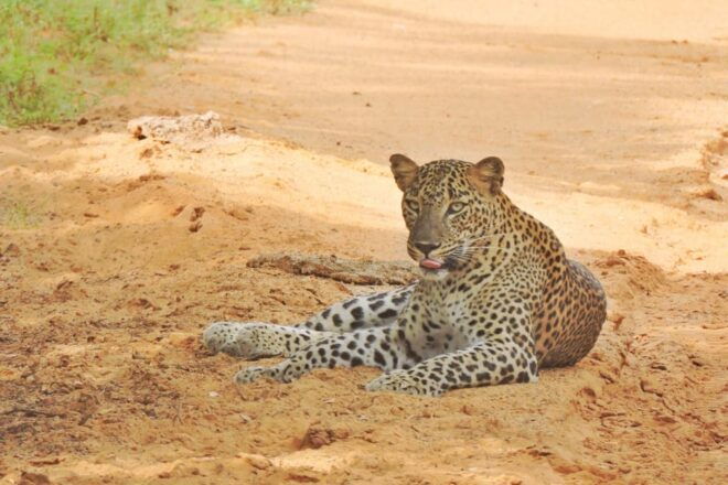 Yala National Park: Half Day Safari With Yala Odyssey Tours - Important Participant Information