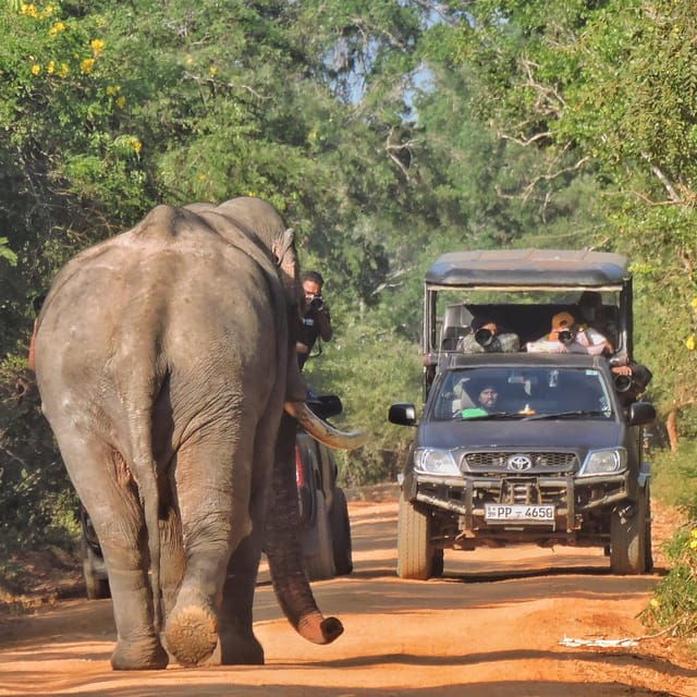 Yala National Park: Half Day Safari With Yala Odyssey Tours - Guidelines for a Successful Safari