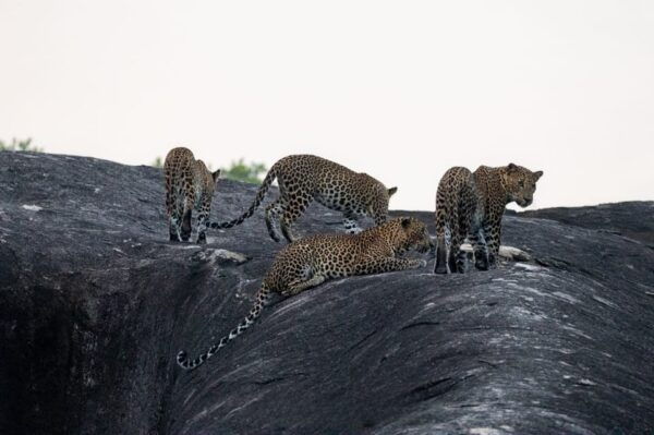 Yala National Park: Half Day Safari With Yala Odyssey Tours - Booking Process