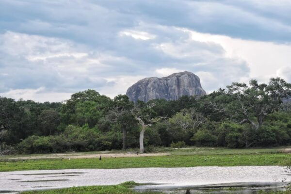 Yala National Park: Half Day Safari With Yala Odyssey Tours - Tips for Wildlife Photography