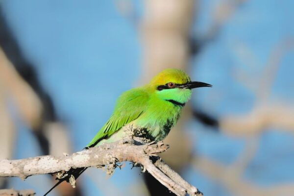 Yala National Park: Half Day Safari With Yala Odyssey Tours - Frequently Asked Questions