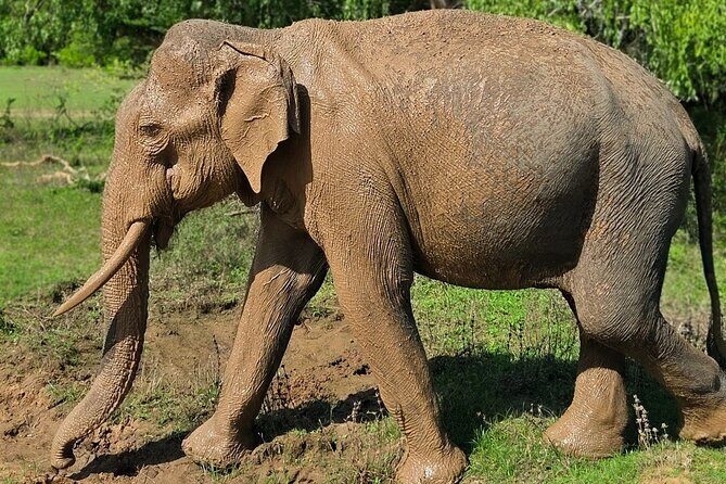 Yala National Park Half & Full Day Safari Tour By Nehansa Tours - Good To Know