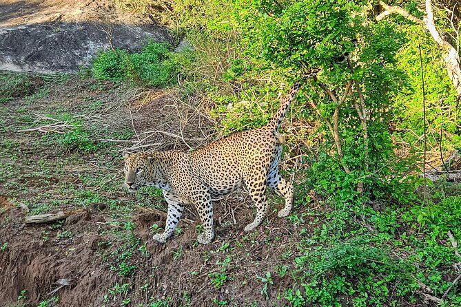 Yala National Park Half & Full Day Safari Tour By Nehansa Tours - The Cost and What It Means for You