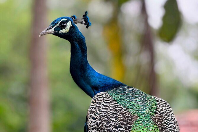 Yala National Park Half & Full Day Safari Tour By Nehansa Tours - Transportation and Group Size