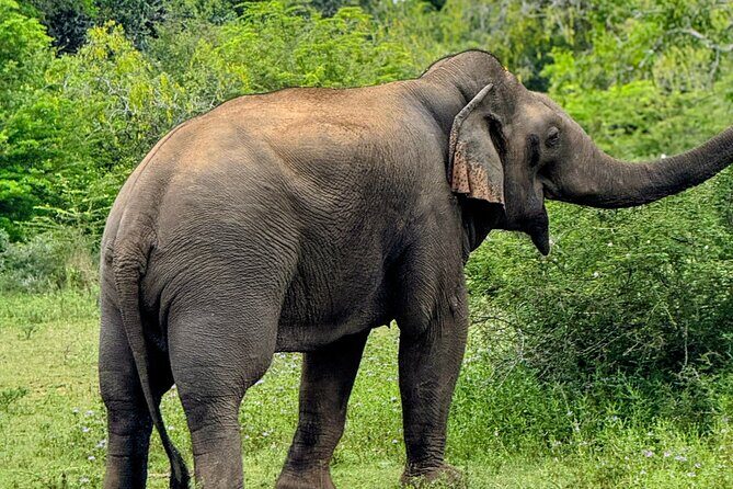 Yala National Park Half & Full Day Safari Tour By Nehansa Tours - Authenticity and Review Insights