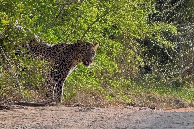 Yala National Park Half & Full Day Safari Tour By Nehansa Tours - Who Will Benefit Most?