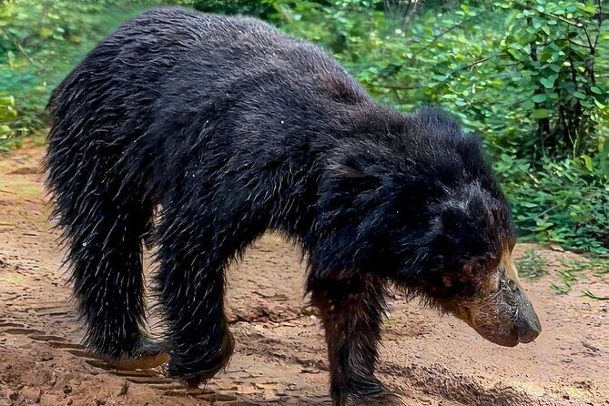 Yala National Park Half & Full Day Safari Tour By Nehansa Tours - The Sum Up