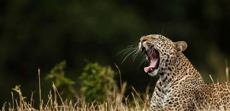 Yala National Park Half or Full-Day Safari - The Experience: Authentic, Educational, and Exciting