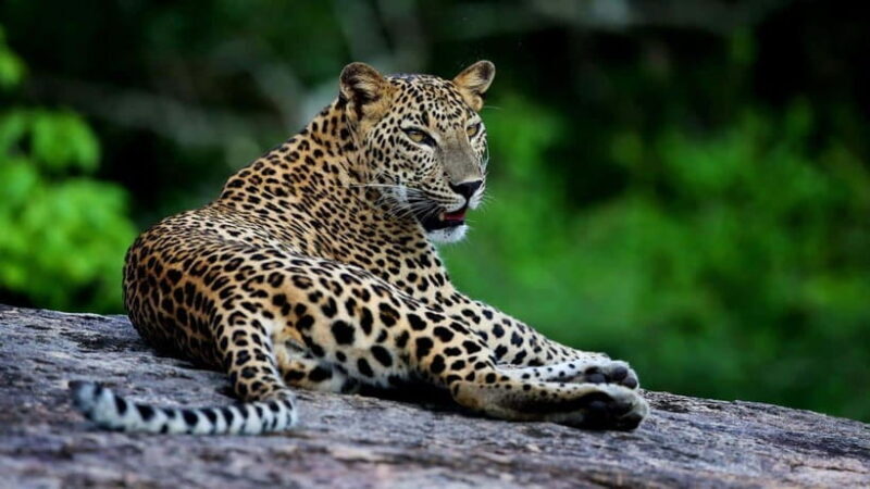 Yala National Park Half or Full-Day Safari - FAQ