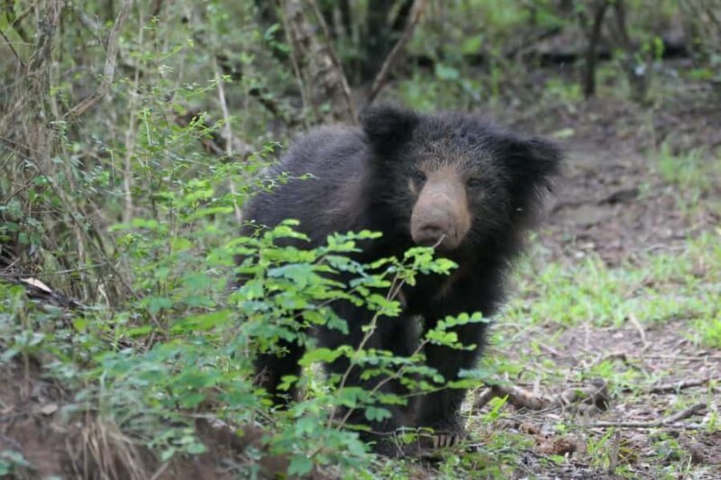 Yala National park: Hotel stay or pickup your hotel & Safari - Cost and Value Analysis