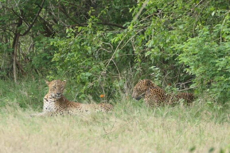 Yala National park: Hotel stay or pickup your hotel & Safari - FAQs