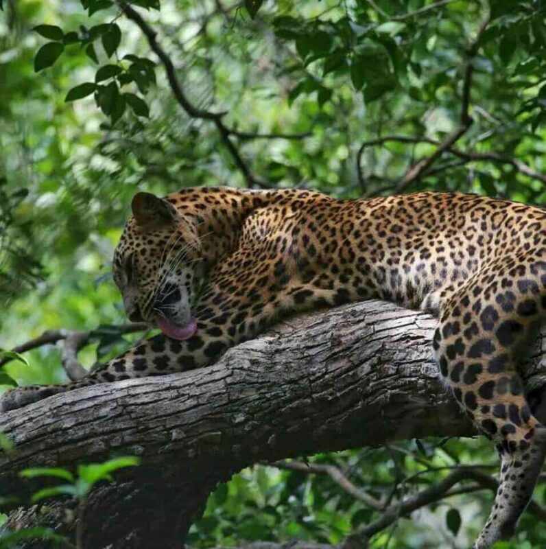 Yala National Park Jeep Safari from Hambantota Port Pickup - Introduction