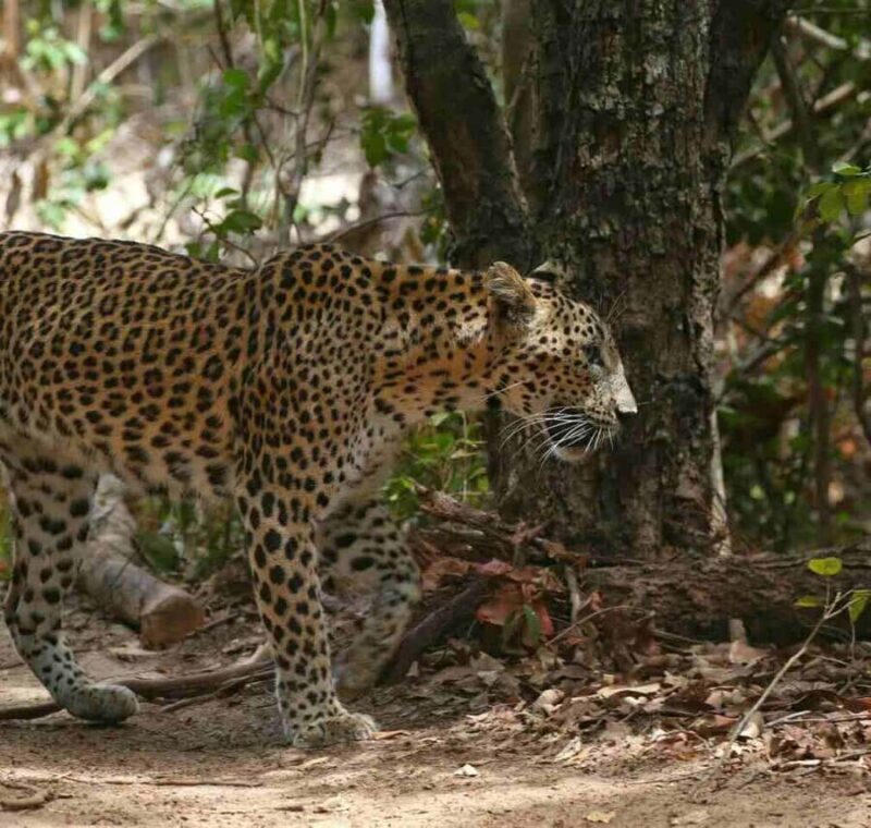 Yala National Park Jeep Safari from Hambantota Port Pickup - Good To Know